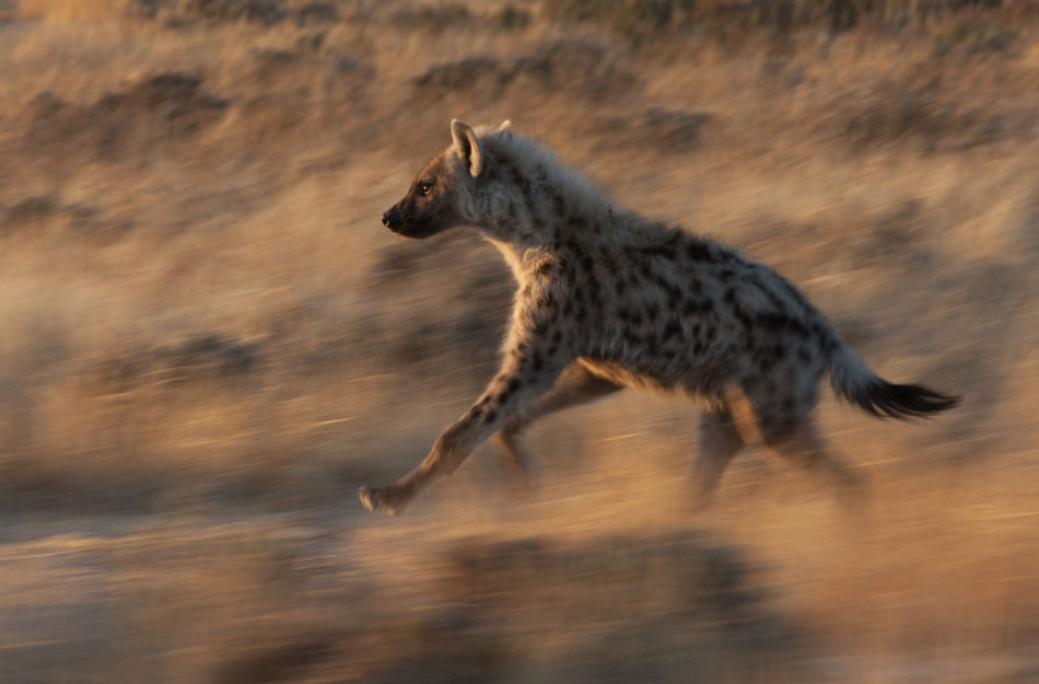 Beautiful dangerous wild animals pets of Africa: Beautiful African