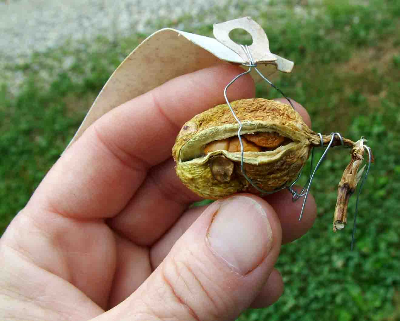 From the Gardens at Laughingstock More About Seeds and Seed Pods