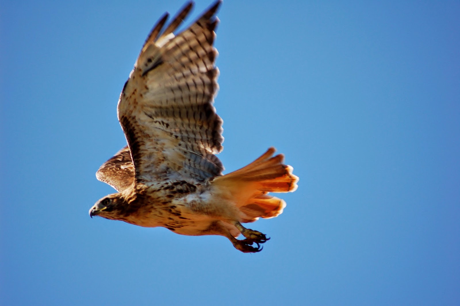Ann Arbor Mom Blog Observe Birds of Prey in Flight