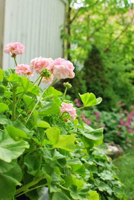 Mårbackan pelargonit ja kurjenpolvipenkki