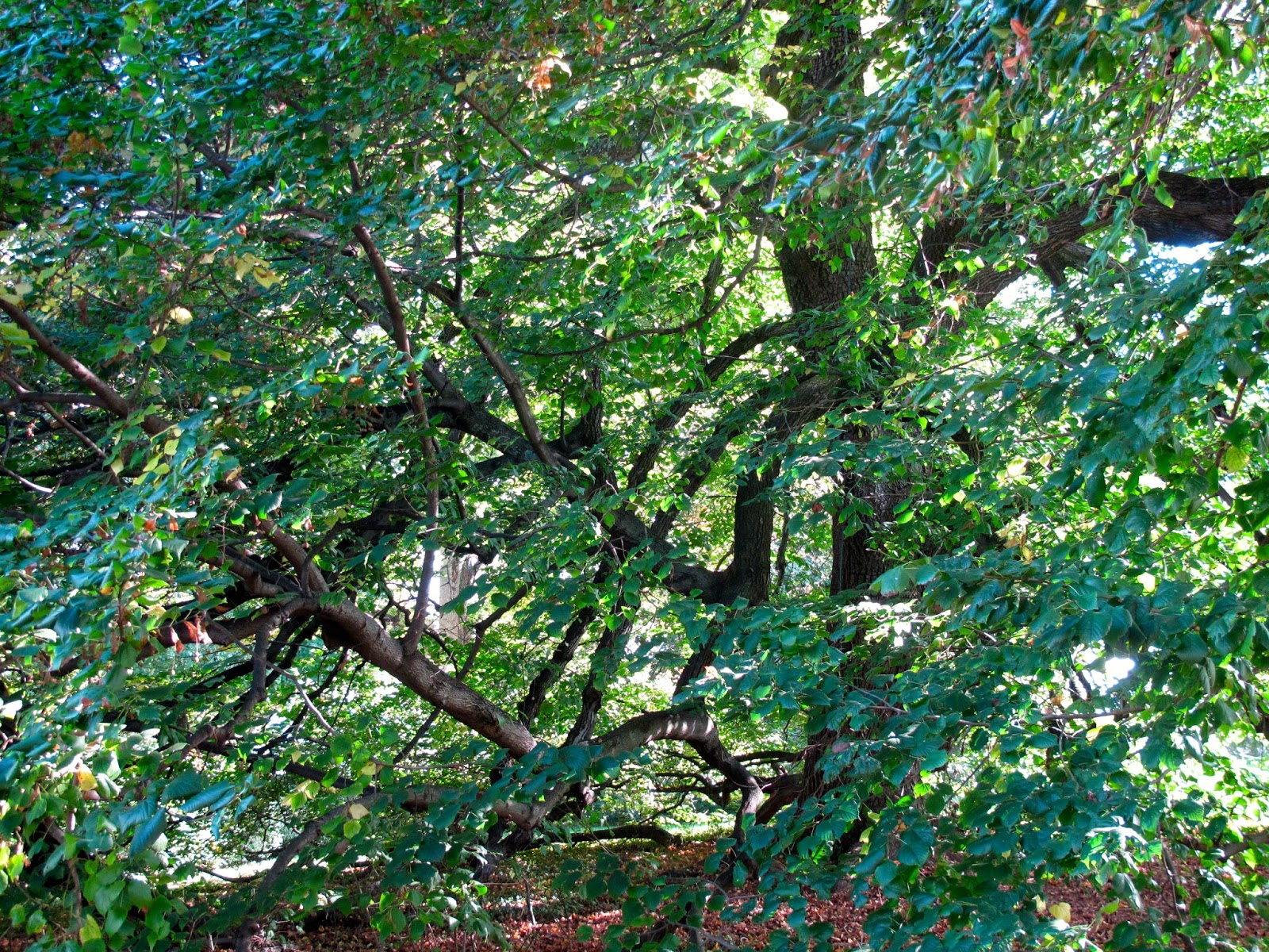 P O T A G E R High Dappled Shade