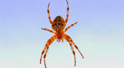 Terungkap Misteri Hujan Ribuan Laba-laba di Langit Australia