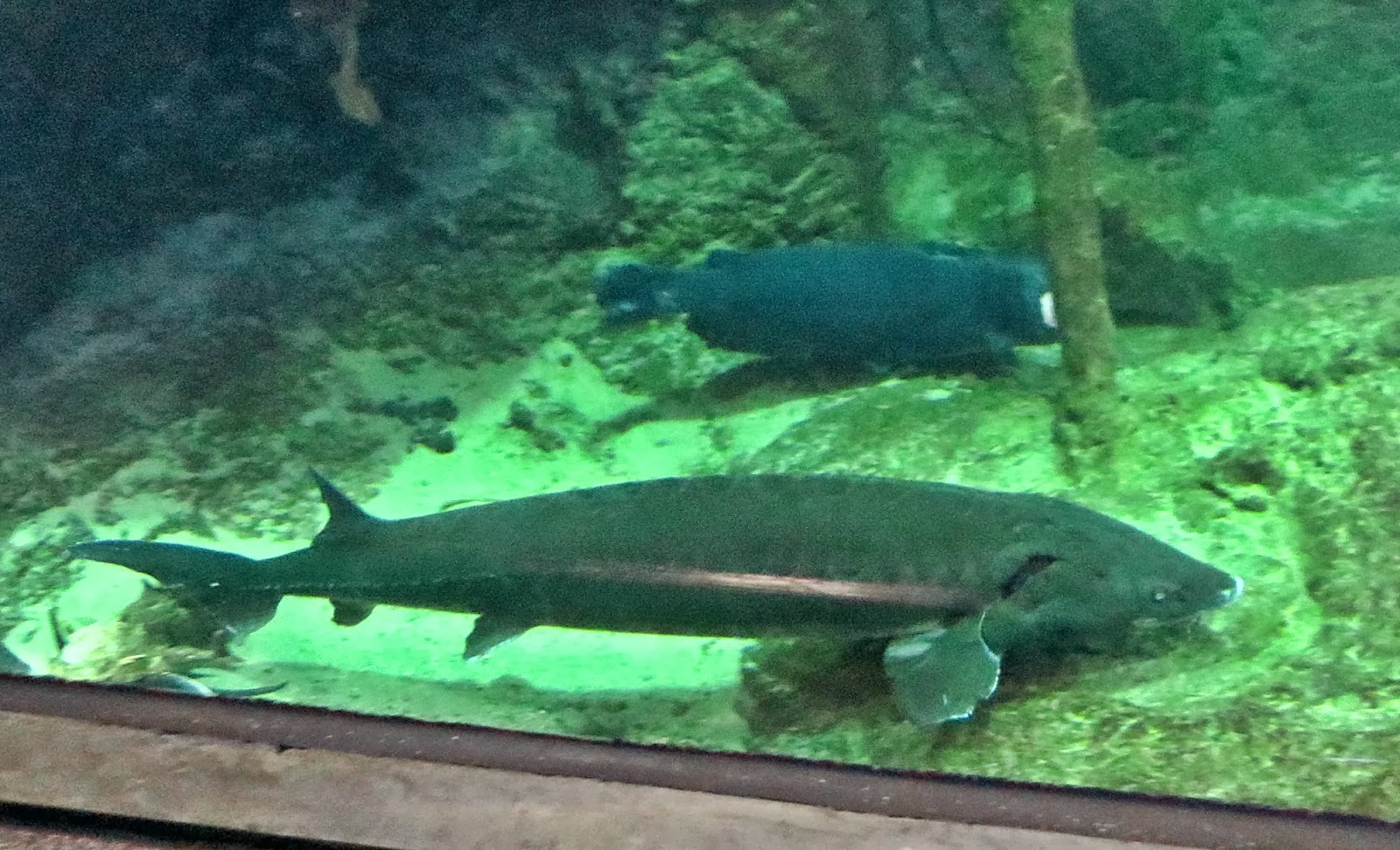 Small Town Giggles The National Mississippi River Museum and Aquarium