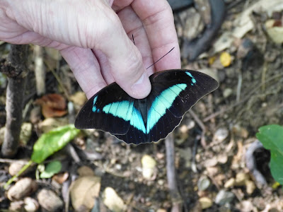 butterflies in Nicaragua