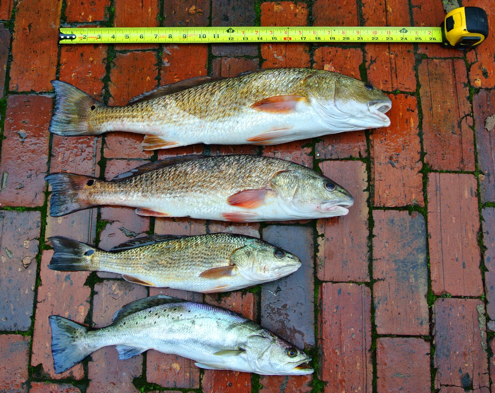 El Camino Blues... Point Aux Chene Fishing...