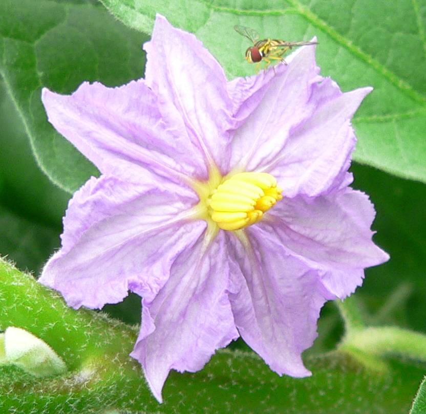 ORGANIC IN ST. LOUIS EGGPLANT