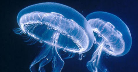 LOS ANIMALES INVERTEBRADOS: CELENTEREOS