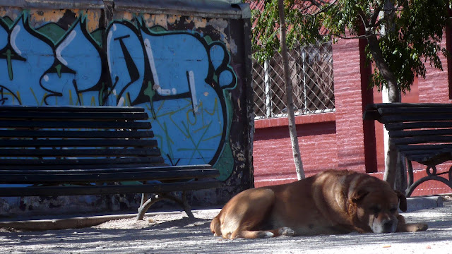 street dogs of santiago de chile
