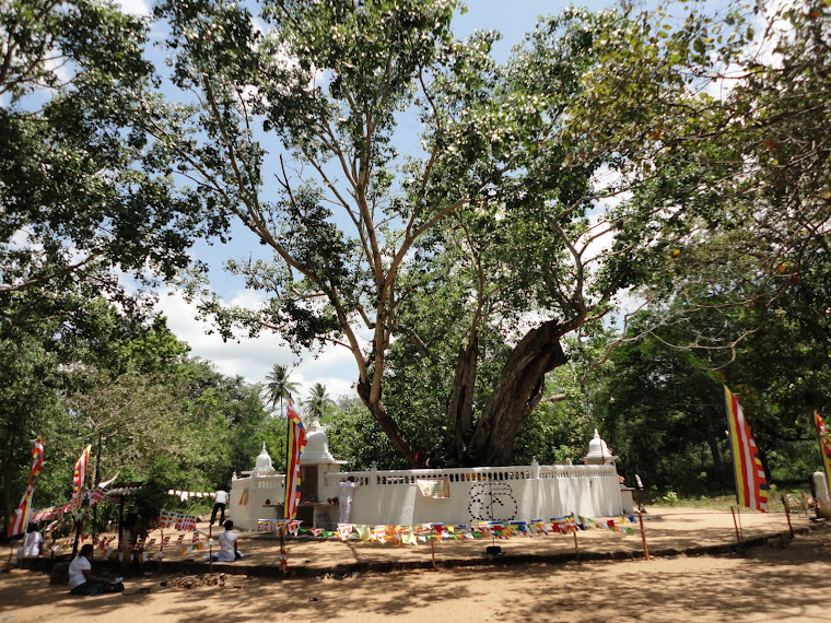 Hiriwadunna - Jayasirimaha Bo tree in Sri Lanka