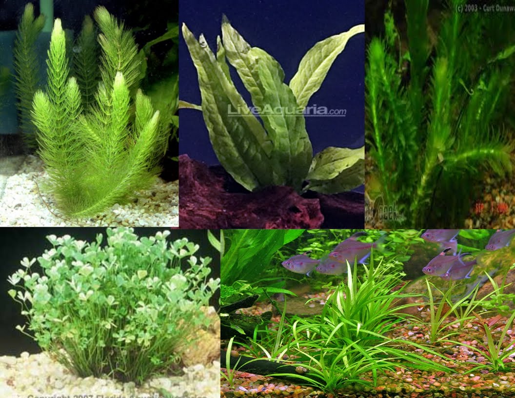 The Terrible Fishbowl Coldwater plants