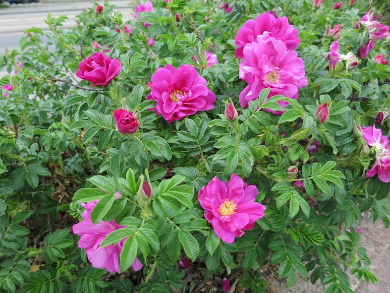 Gartenglück im Wandelgarten: Die Rose am Straßenrand