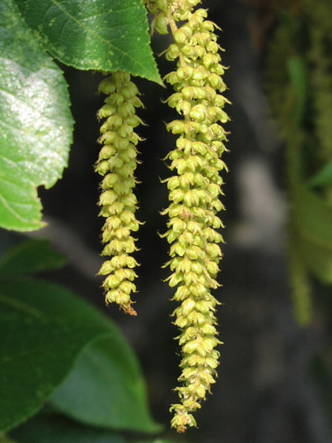 Pictures Of Catkins