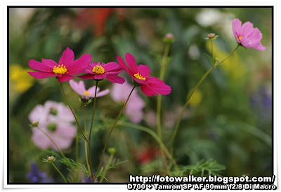 花展2013 日