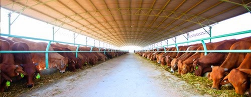 Trang trại bò của HAGL đạt tiêu chuẩn của Úc - Ảnh: HAGL