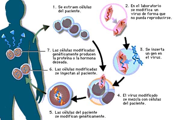 Diabetes Mellitus tipo 2 Diabetes Mellitus tipo 2
