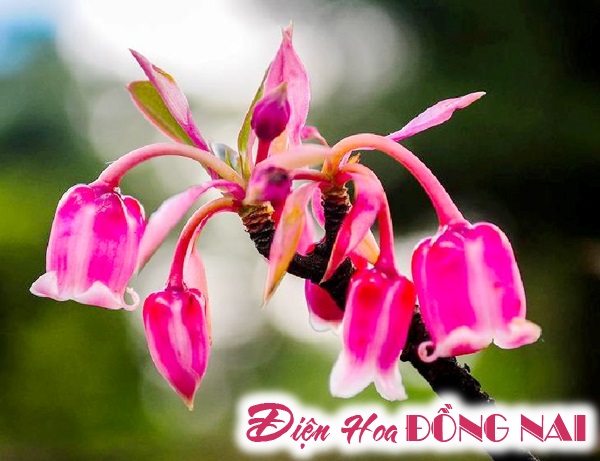 [Image: Ba-Na-hills-ruc-sac-mua-hoa-dao-chuong-no-ro-2.jpg]