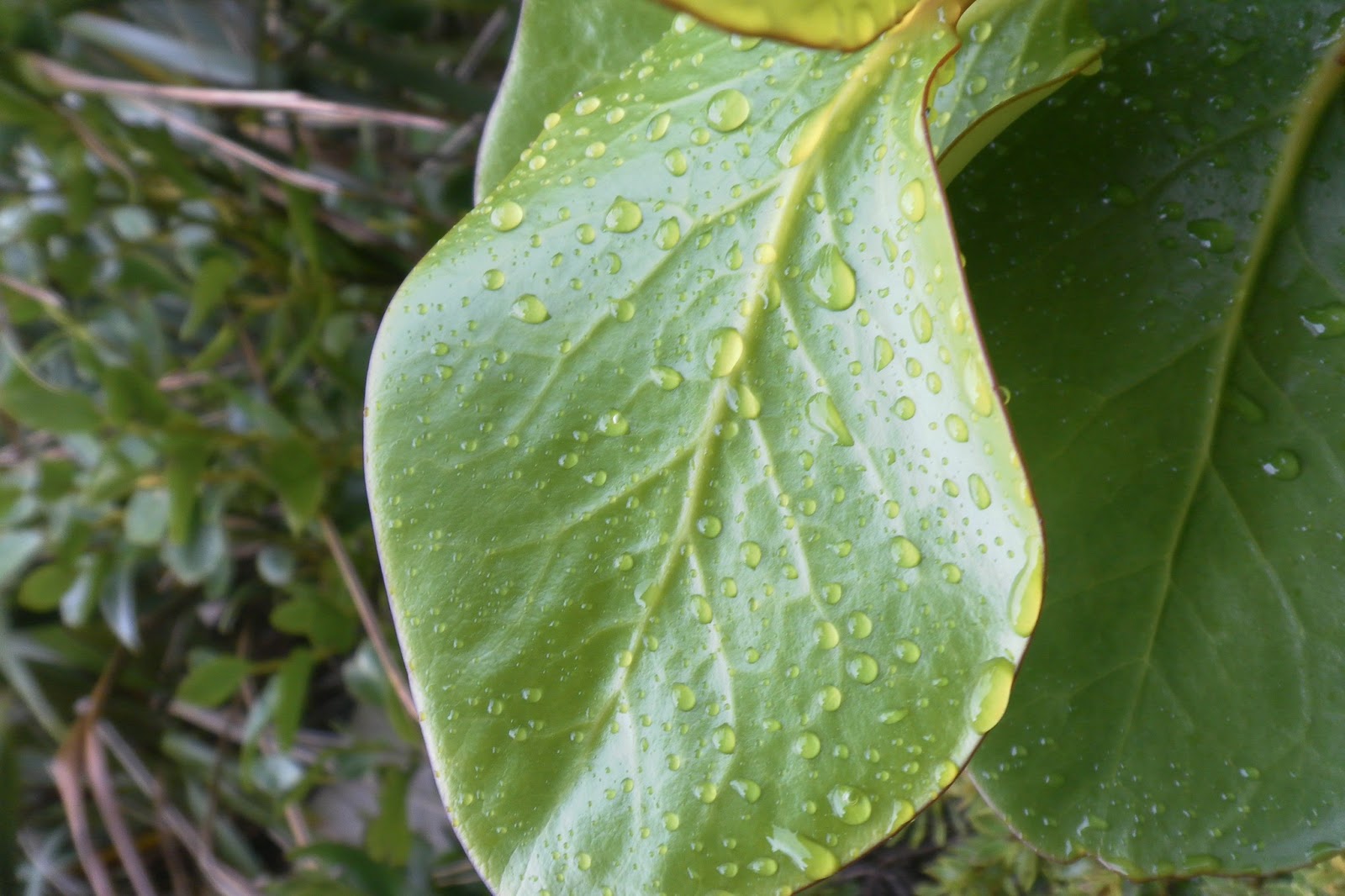 Explore and Discover Nature The fresh smell after the rain