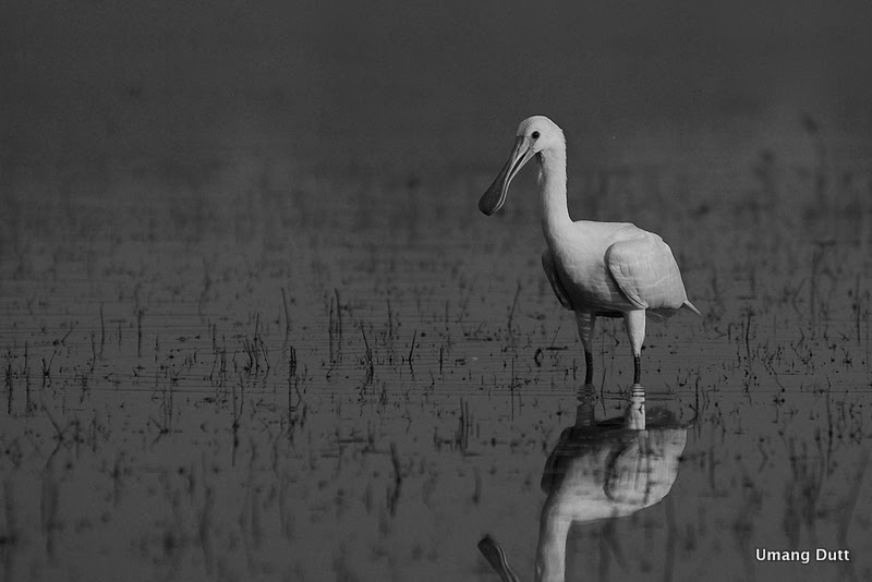 Black And White Common Spoonbill (Platalea Leucorodia)