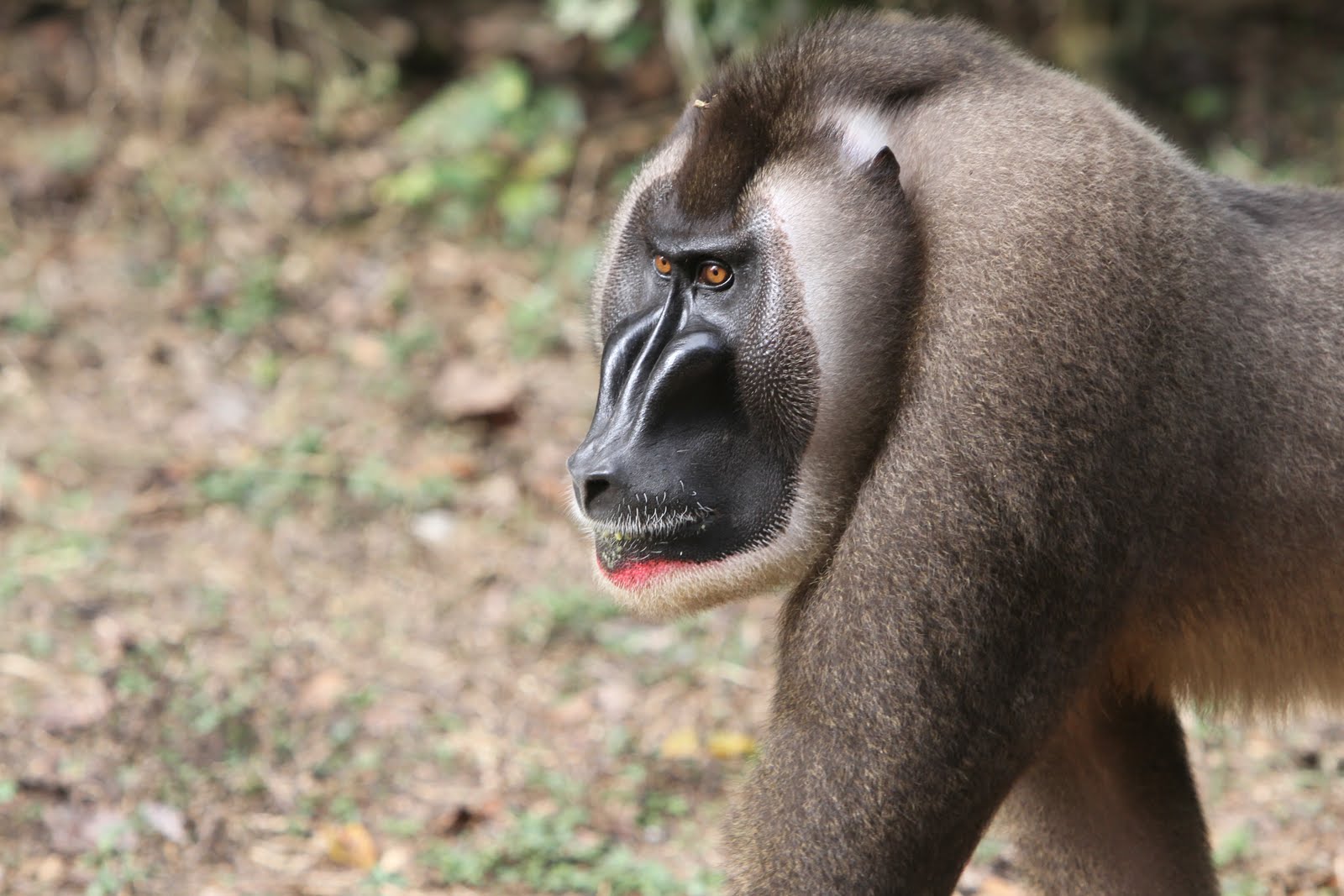 Beyond Adventure The Last of the Drill Monkeys