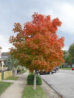 autumn foliage