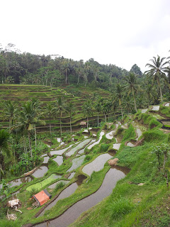 Tegalalang Rice terrace bali