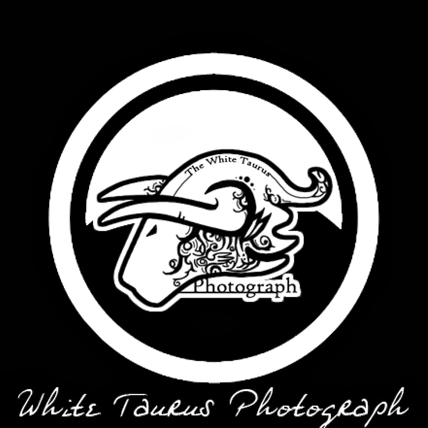 White Taurus Photograph