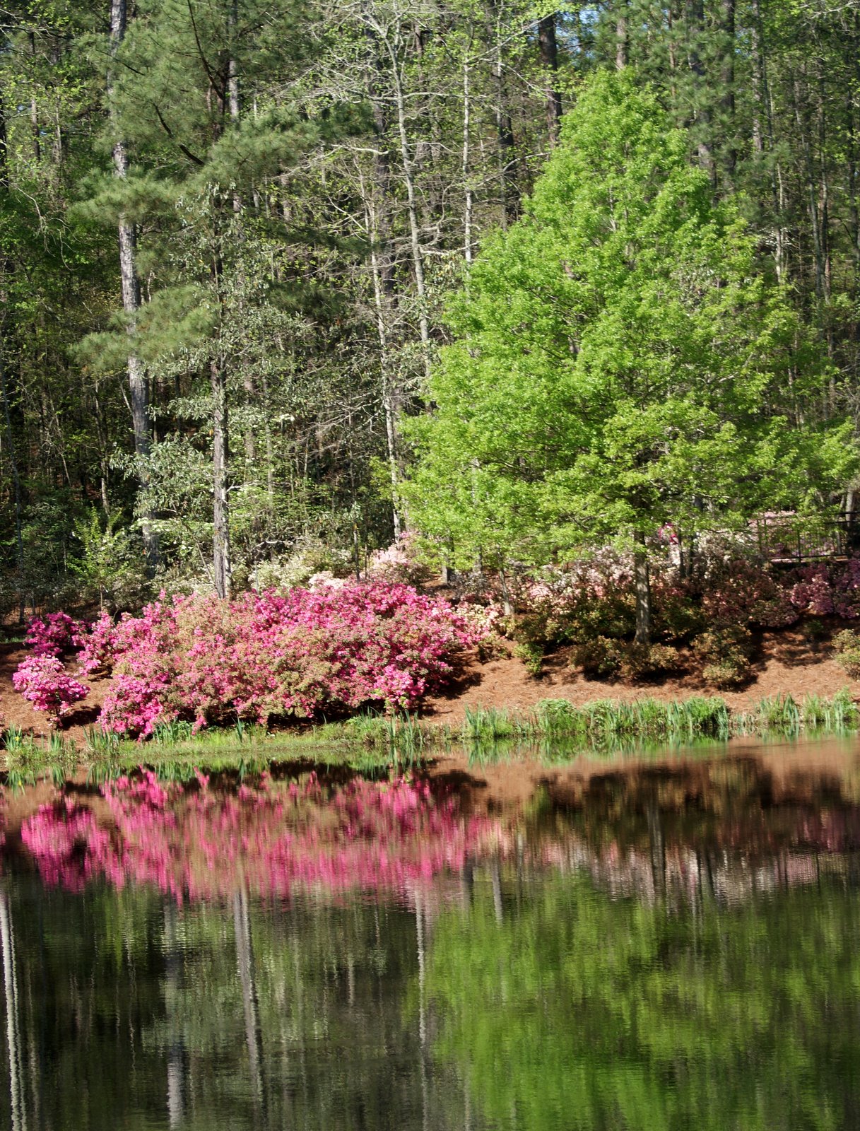 A Little Loveliness A Stroll Through Callaway Gardens