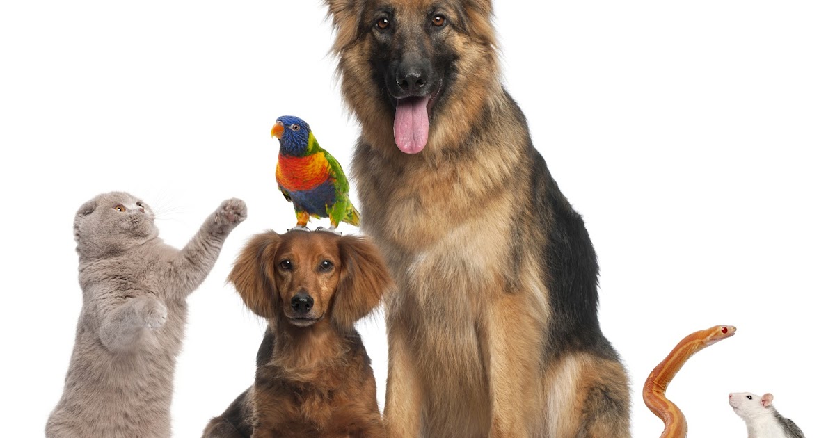 Deal with pets Why Every House Should Have a Pet