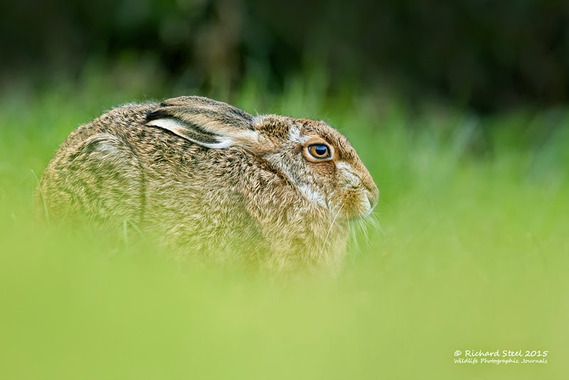 Wildlife Photographic Journals Spring Hares