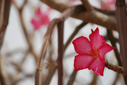 Adenium obesum    (2011, Senegal)