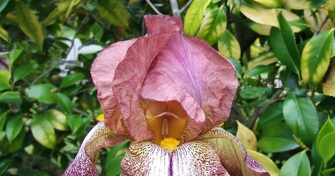 Tall Bearded Iris AURORA LIGHTS HERITAGE IRISES