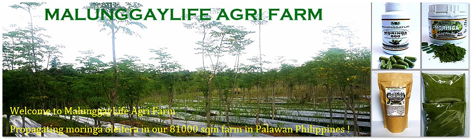 Moringa Farm / MalunggayLife Agri Farm Philippines