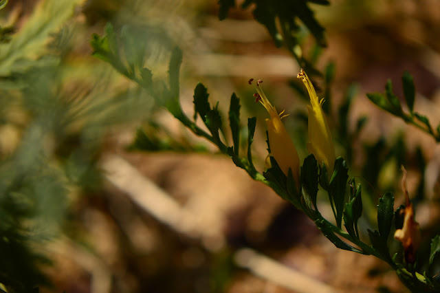 Eremophila "Outback Sunrise", australian plant, desert garden, small sunny garden