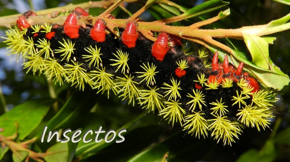 INSECTOS