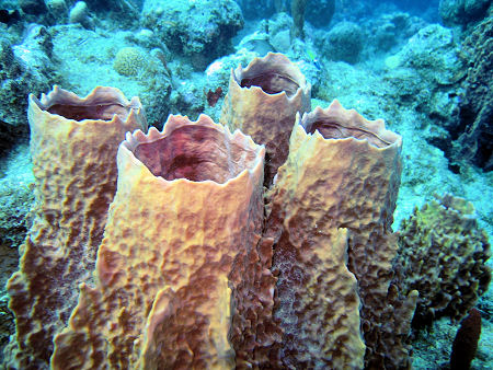 true corals