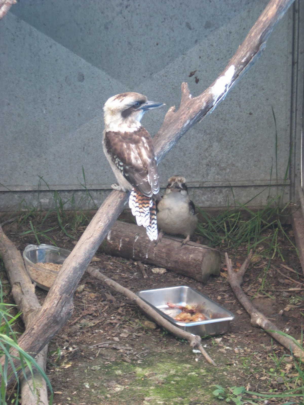 growmama Local Goodness Bird Rescue Centre