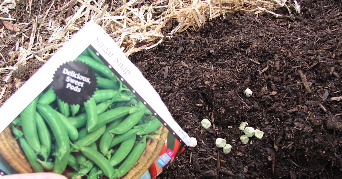 New Utah Gardener Can I Start A Vegetable Garden In August, In Utah?