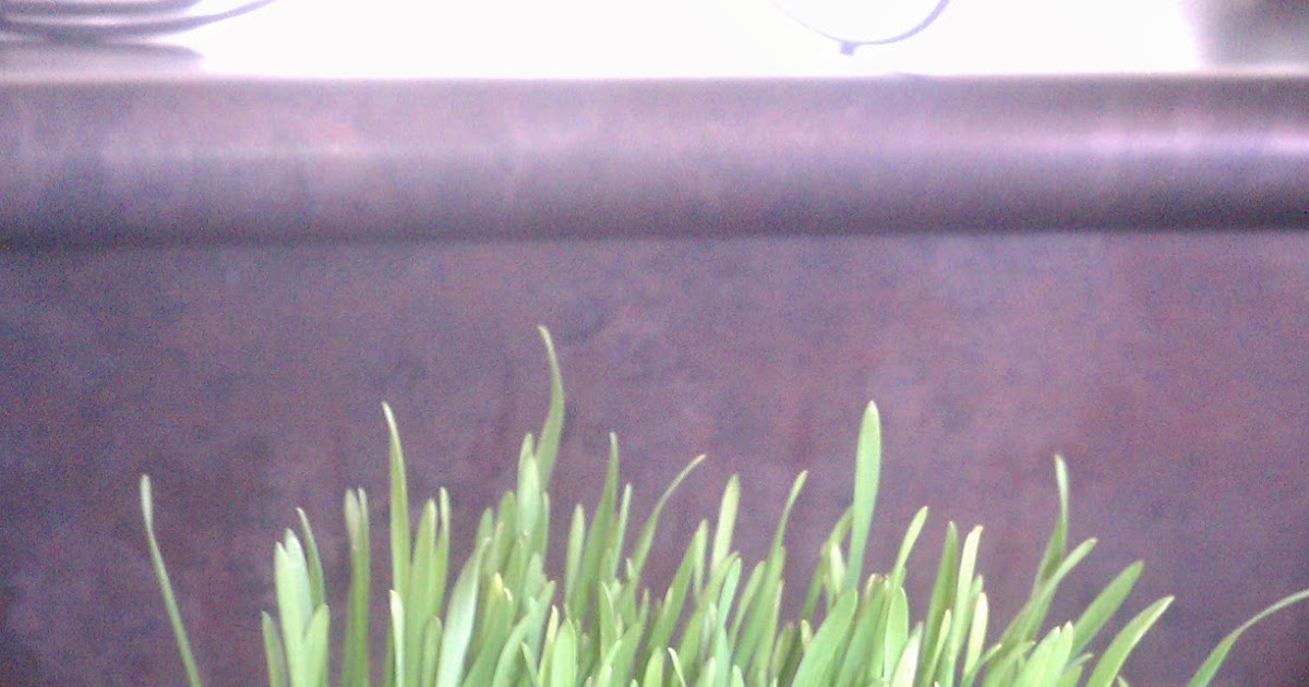 Diary of a Manicurist How To Juice Wheatgrass Using A NutriBullet