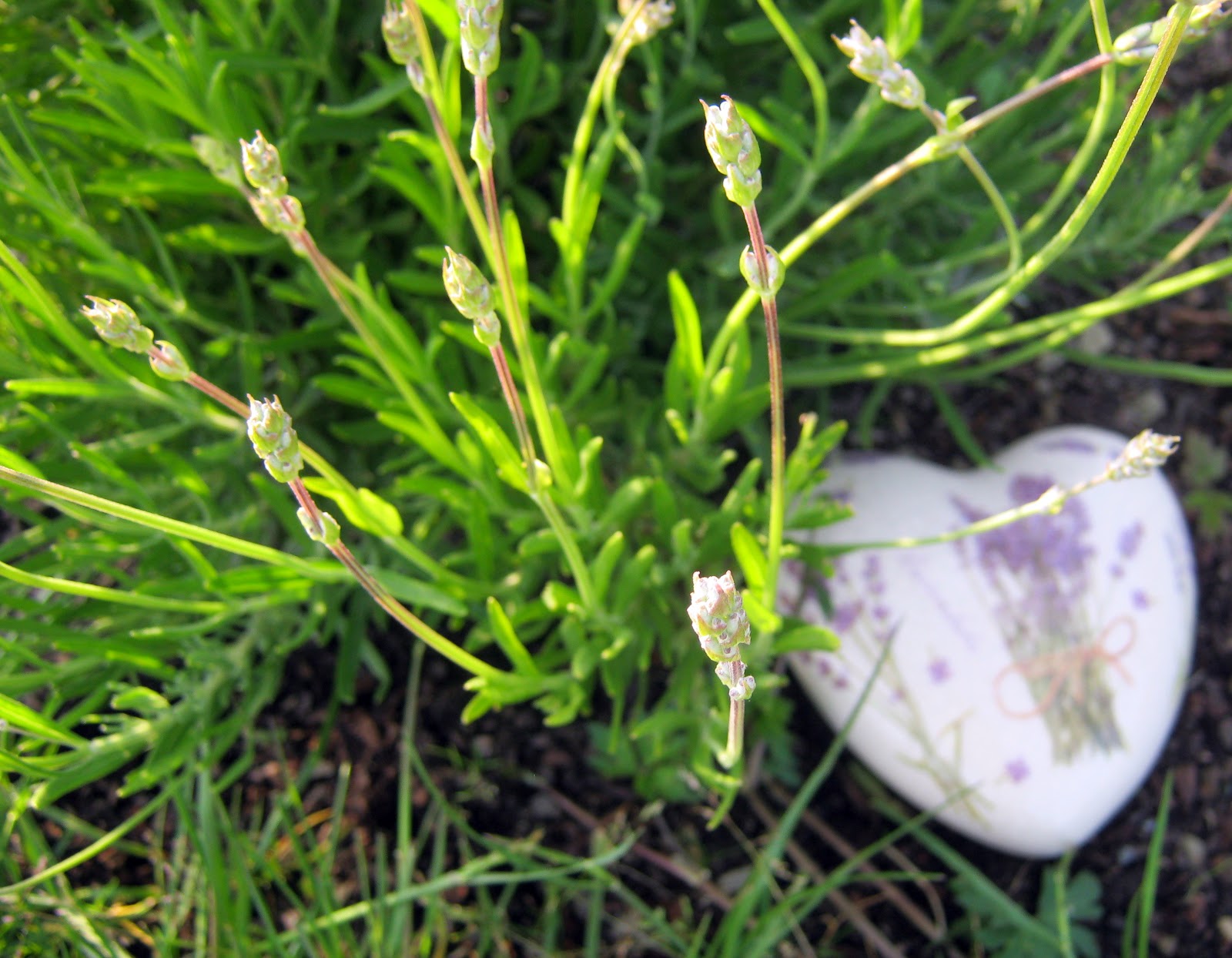 28 Best Poker Primrose Images Primula Vialii Plants Perennials