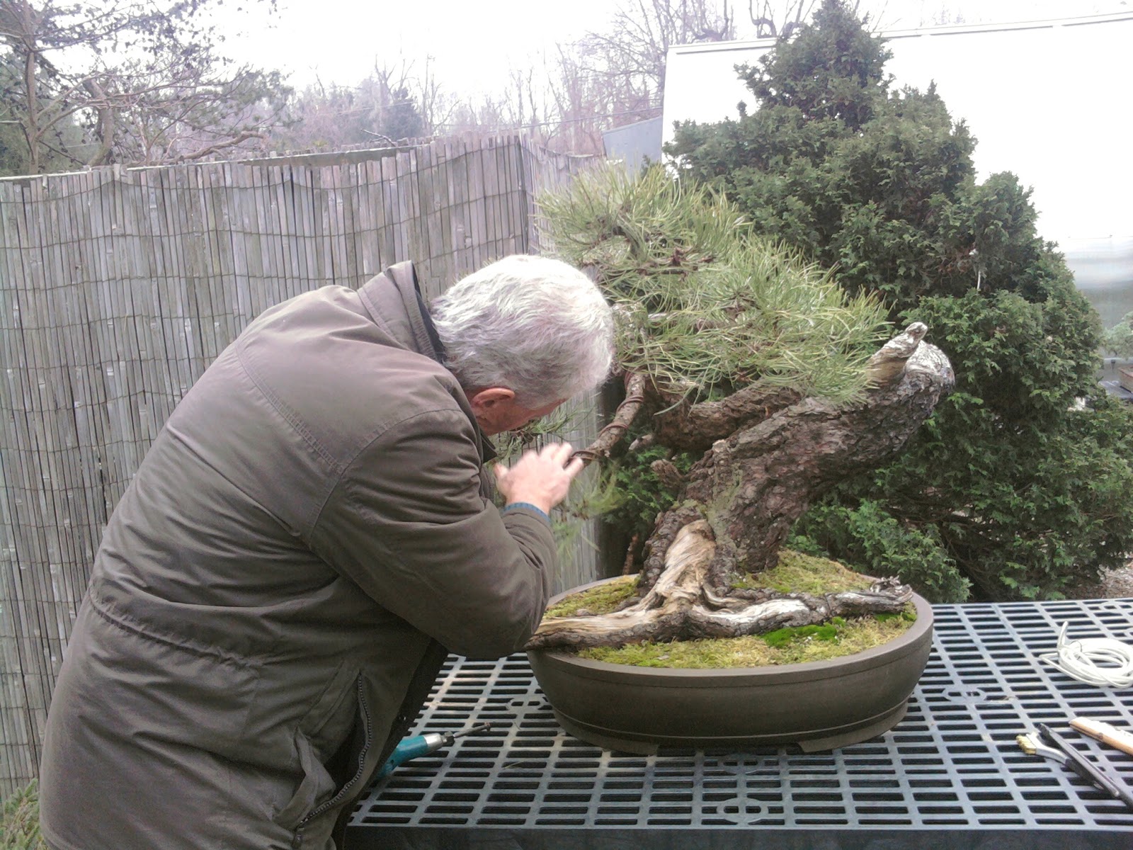 Yorktown Bonsai Walter Pall Bonsai Academy Natures Way Nursery Yorktown Bonsai Walter Pall Bonsai Academy Natures Way Nursery