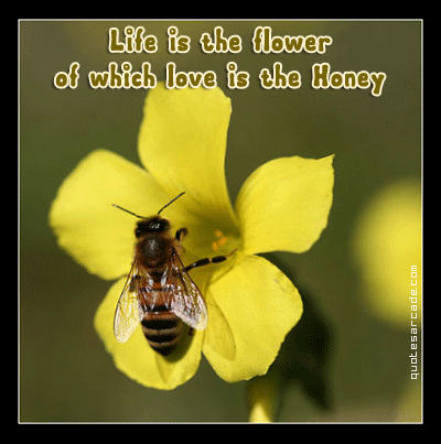 Funny Pictures Gallery: Flower quotes, flowers quotes, flower quote
