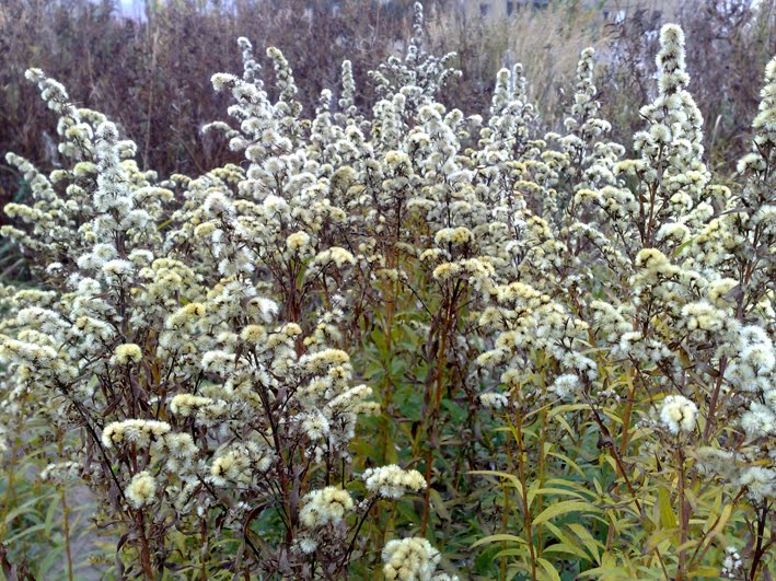 Black box garden
