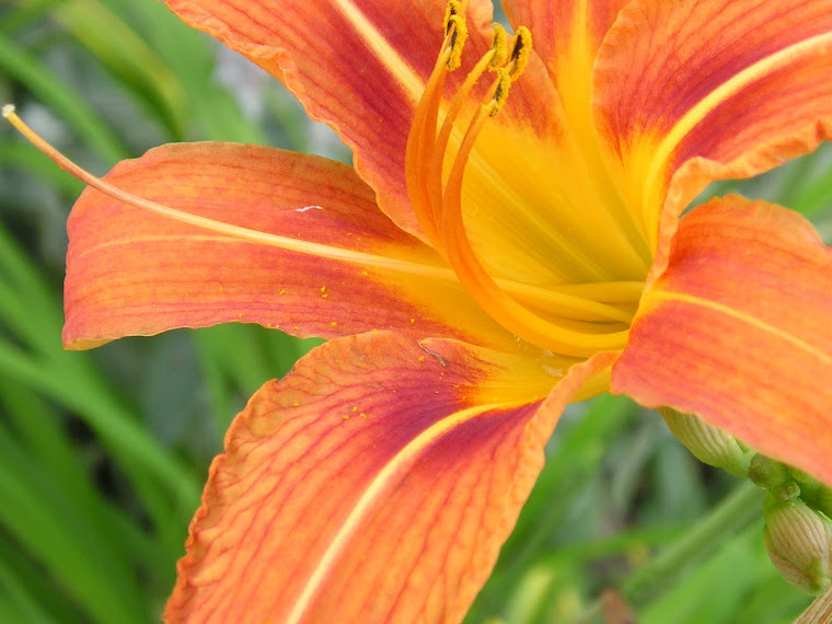 Daylily