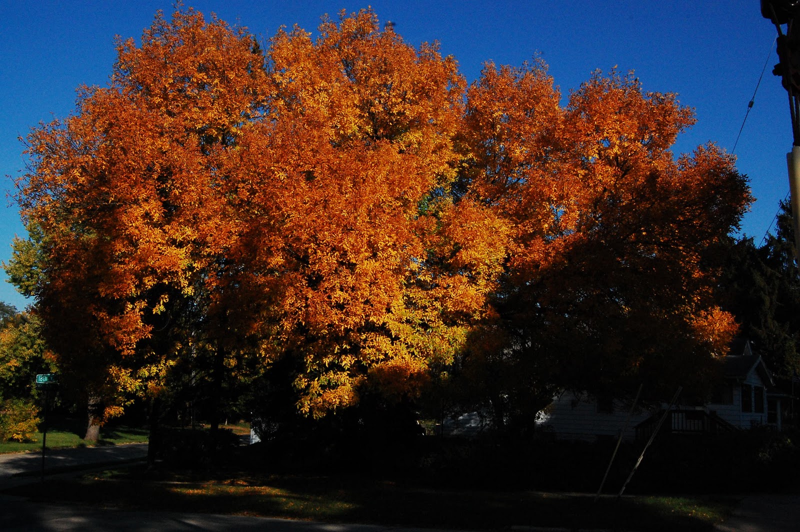 John Piippo Tree on 19th Street in Rockford