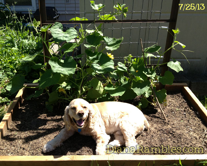 Frugal Raised Garden Bed
