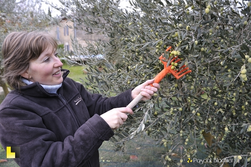 Valérie Blachier ramasse les olives photo blachier pascal