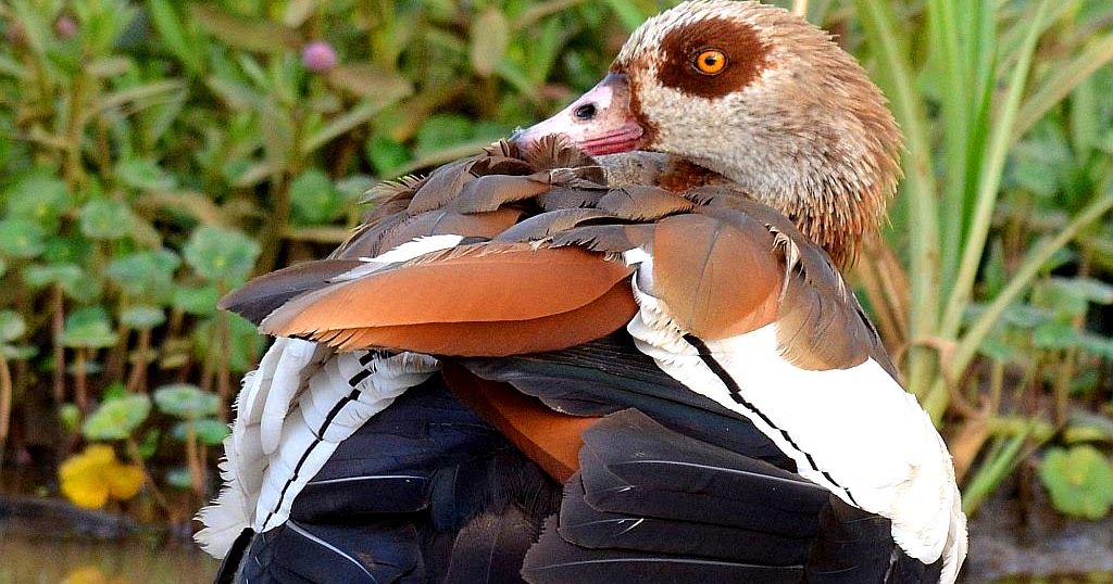 Elsen Karstad's 'PicADay Kenya' Egyptian Goose Nairobi Park, Kenya