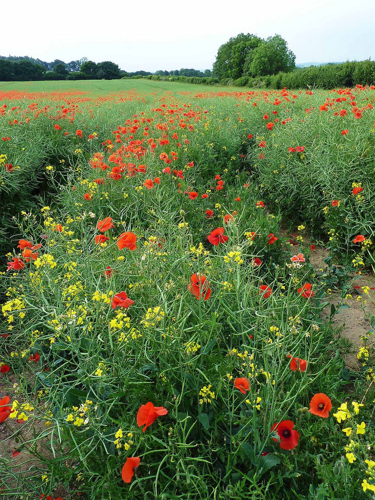 Dorset Allsorts Poppy Explosion!