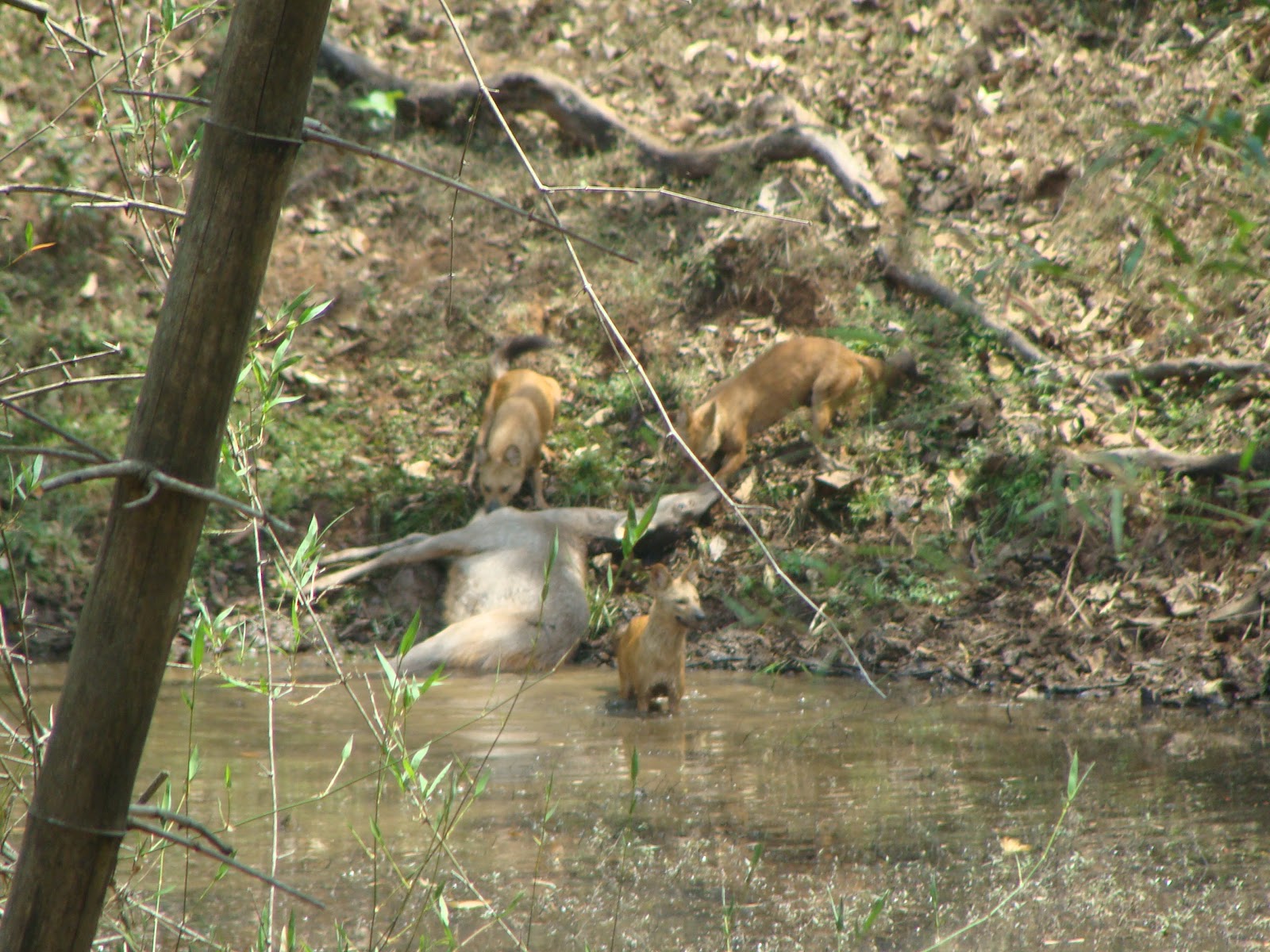 Dandeli-Anshi Tiger Reserve(DATR): Sambar kill by Wild-dogs in Dandeli-Anshi  Tiger Reserve