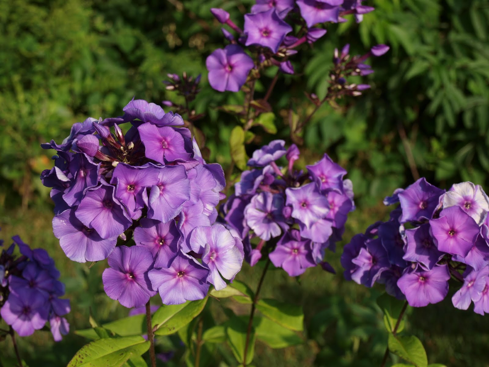 My Cottage Garden Fertilizer Friday 'Flox'